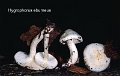 Hygrophorus eburneus-amf925